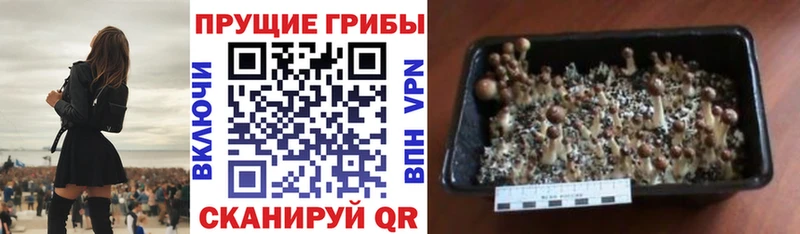 Псилоцибиновые грибы GOLDEN TEACHER  Купить закладки  Симферополь 